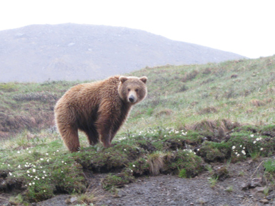 En brun bjørn (Grizzly)