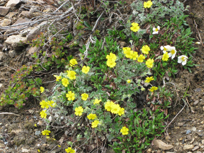 Smukke tundrablomster